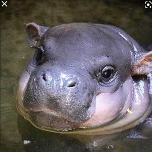 Meet your Posher, Paulina